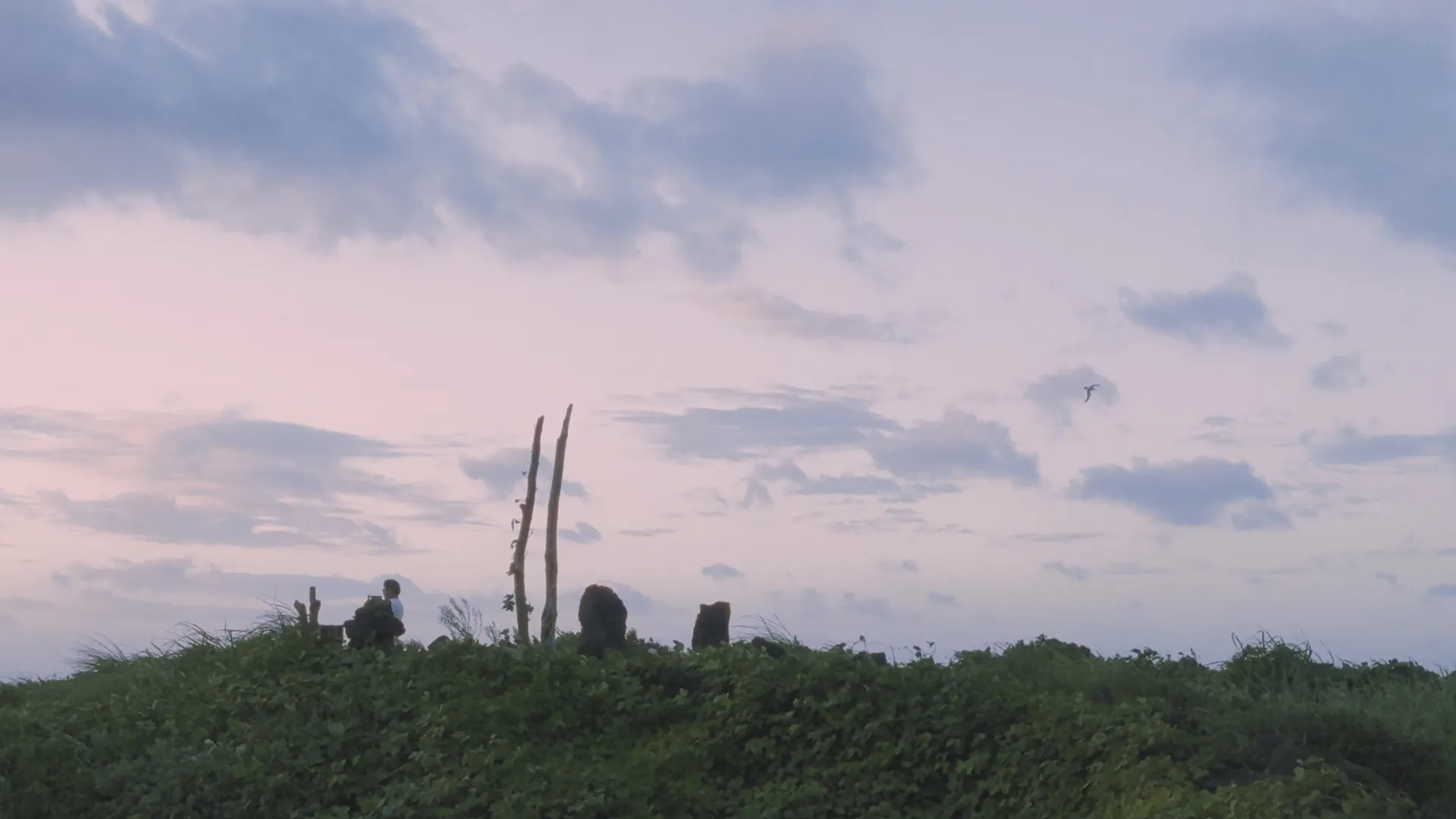 seagullAndSunset